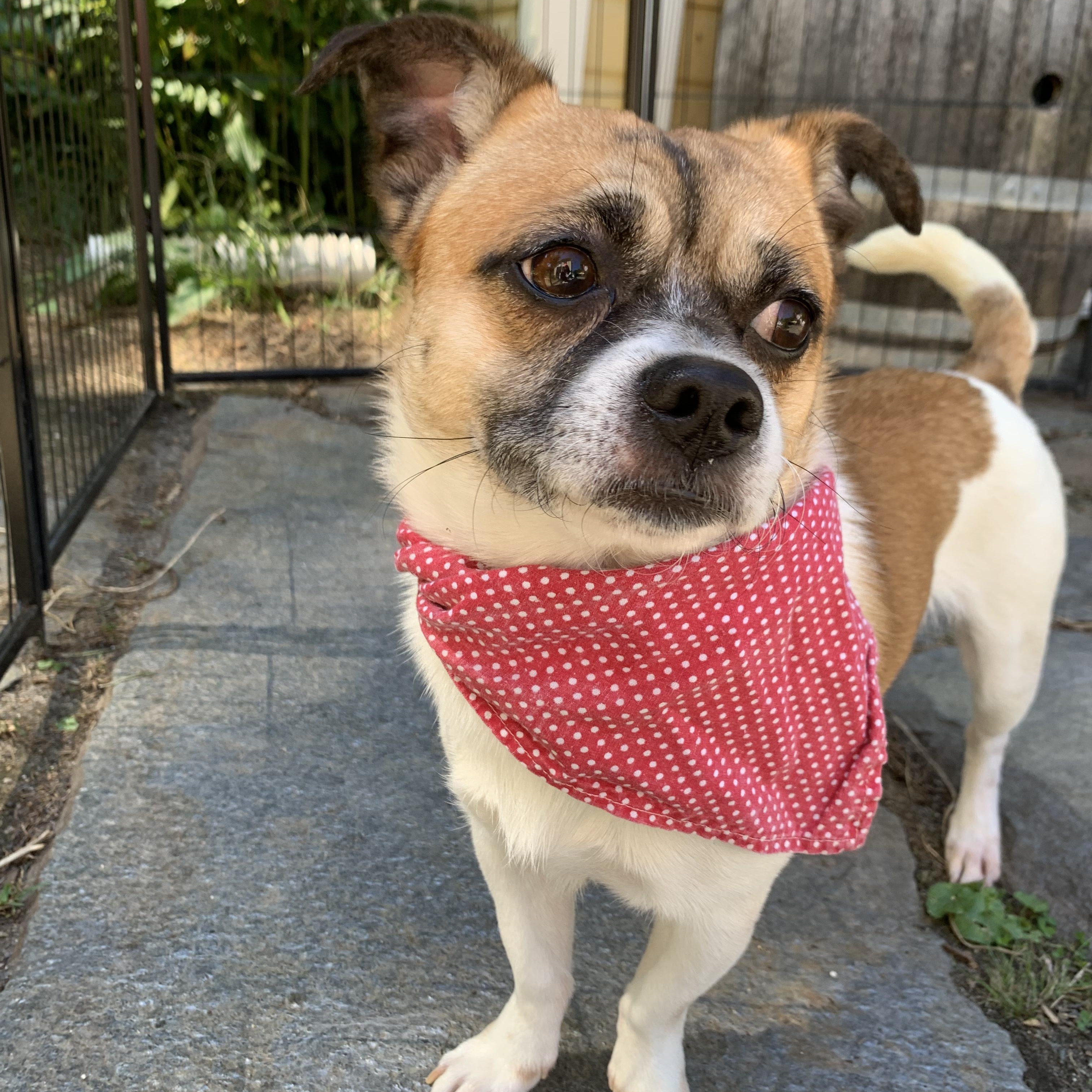Enlarge Baloo, a Adopted mixed breed in Northampton, MA image 2/6