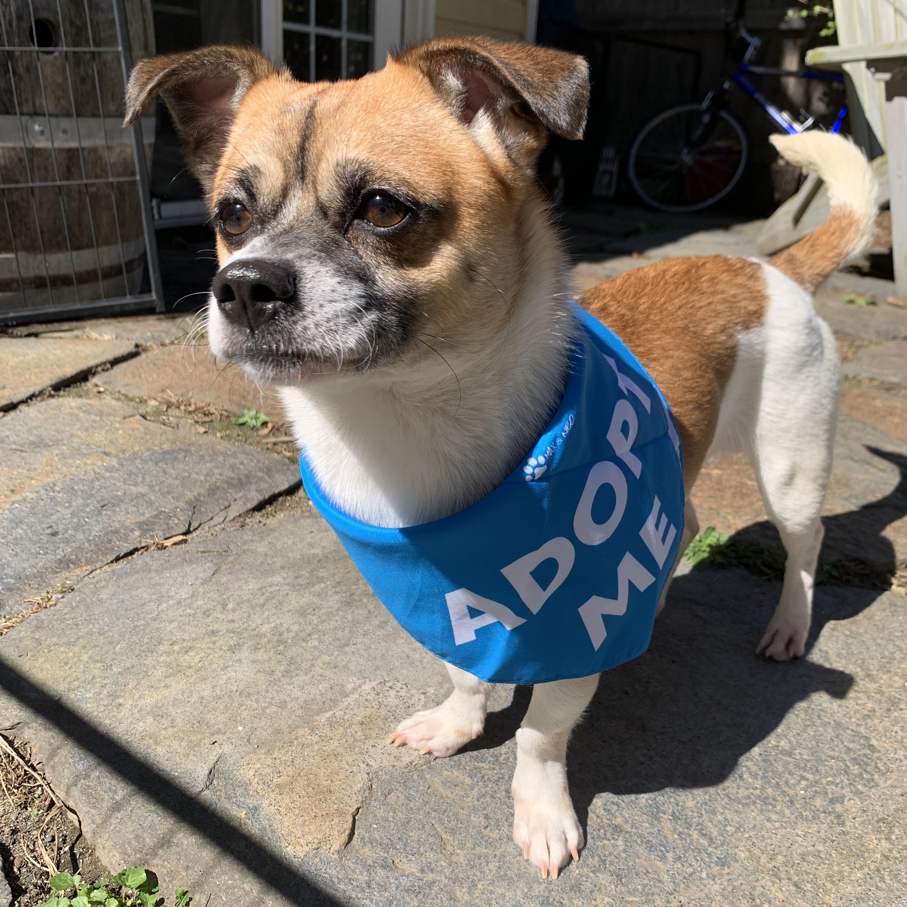 Enlarge Baloo, a Adopted mixed breed in Northampton, MA image 1/6