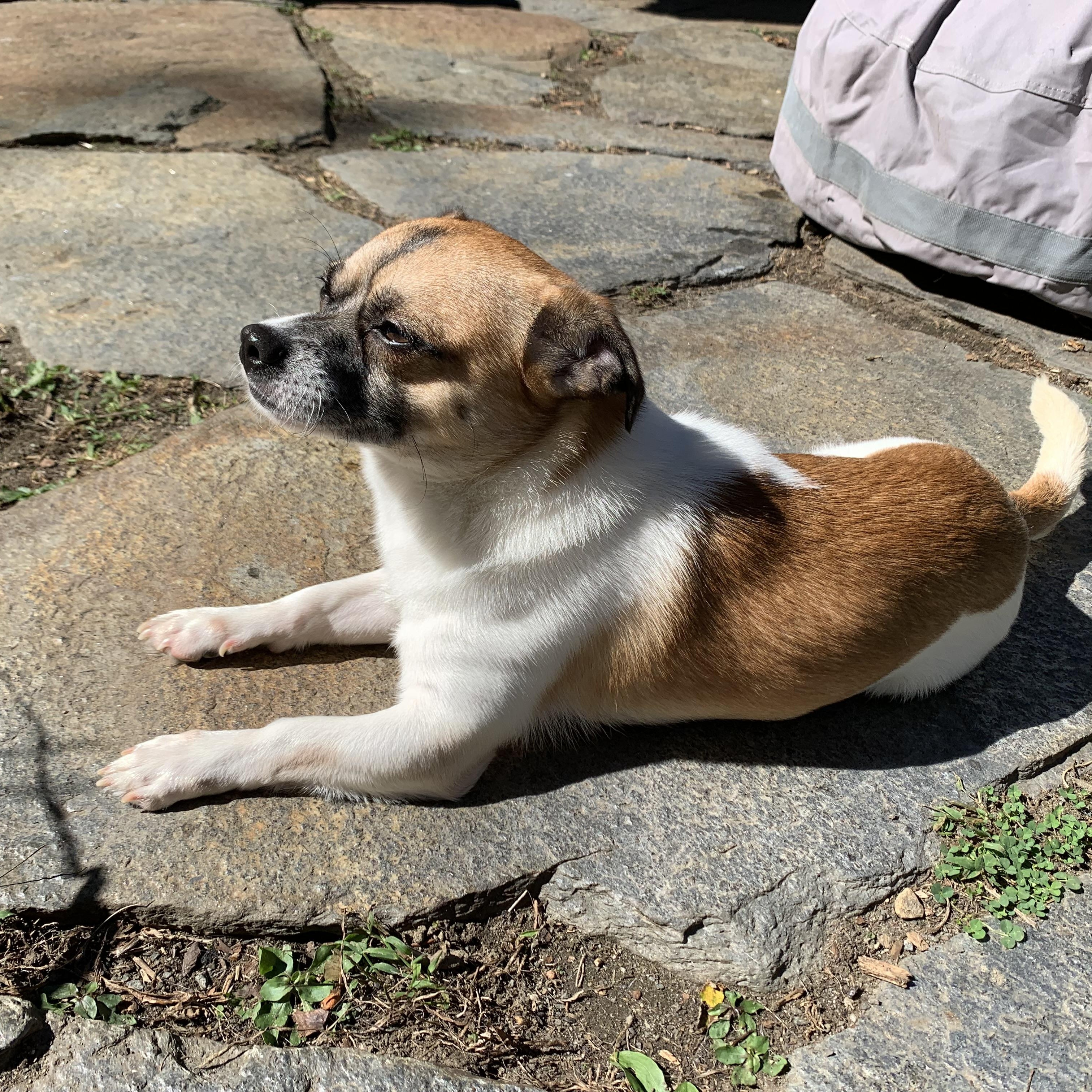 Enlarge Baloo, a Adopted mixed breed in Northampton, MA image 3/6