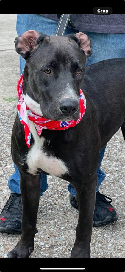 MIKLO FOSTER, Adoptable, Adult Male Labrador Retriever & Pit Bull Terrier.