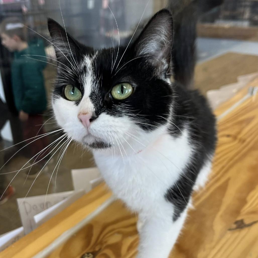 Cruella, Adoptable, Adult Female Domestic Short Hair.