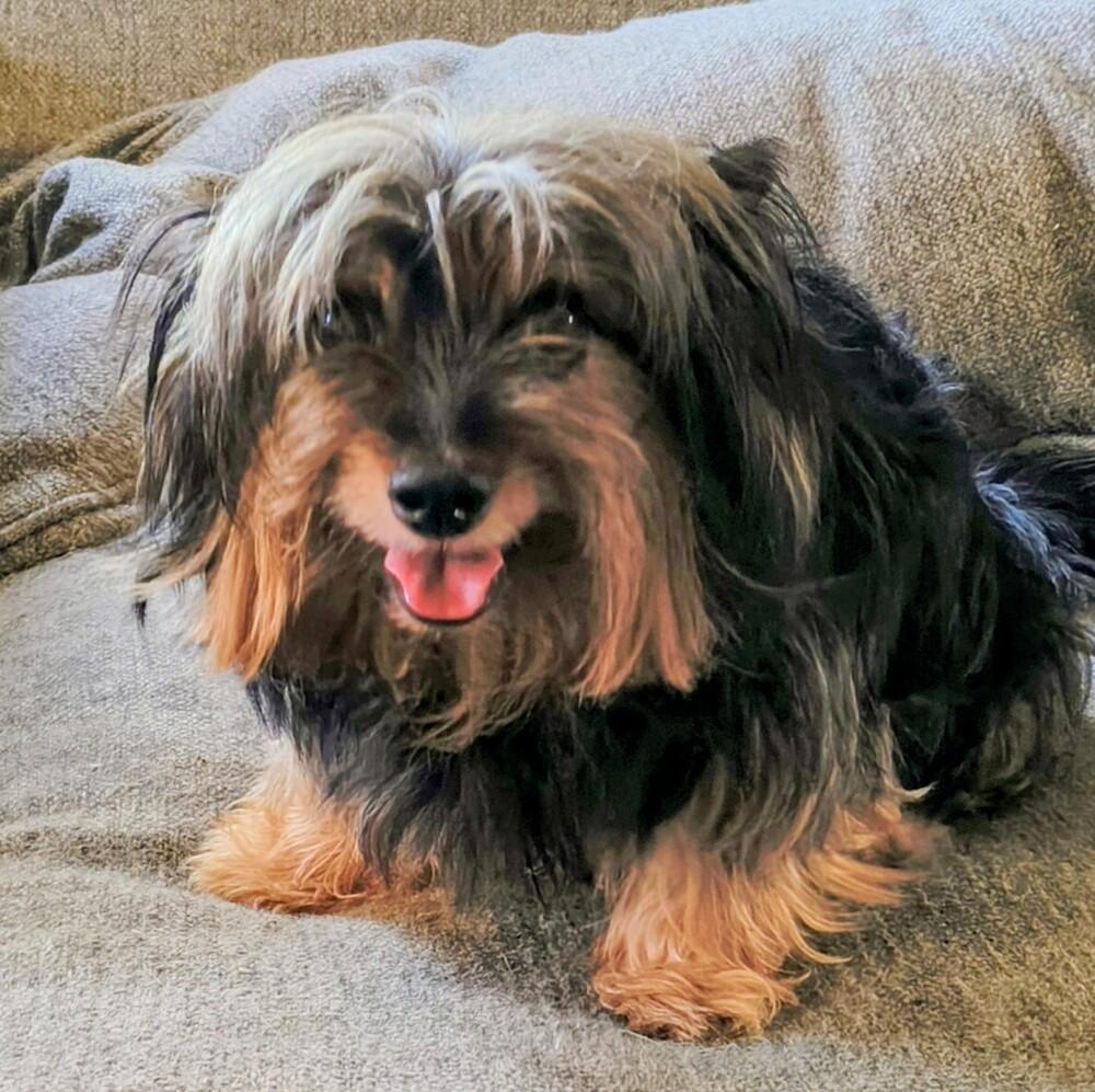Bella (1394), Adoptable, Adult Female Yorkshire Terrier.