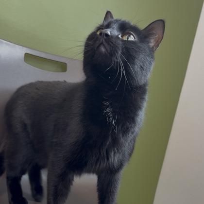 Enlarge Charon, a Adoptable mixed breed in Janesville, WI image 1/2