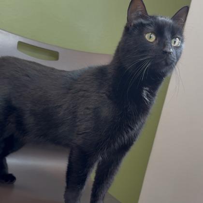 Enlarge Charon, a Adoptable mixed breed in Janesville, WI image 2/2