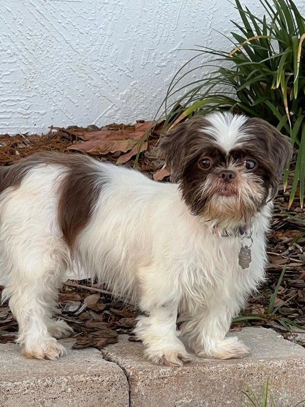Chessalon (Chessie), Adopted, Adult Female Shih Tzu.