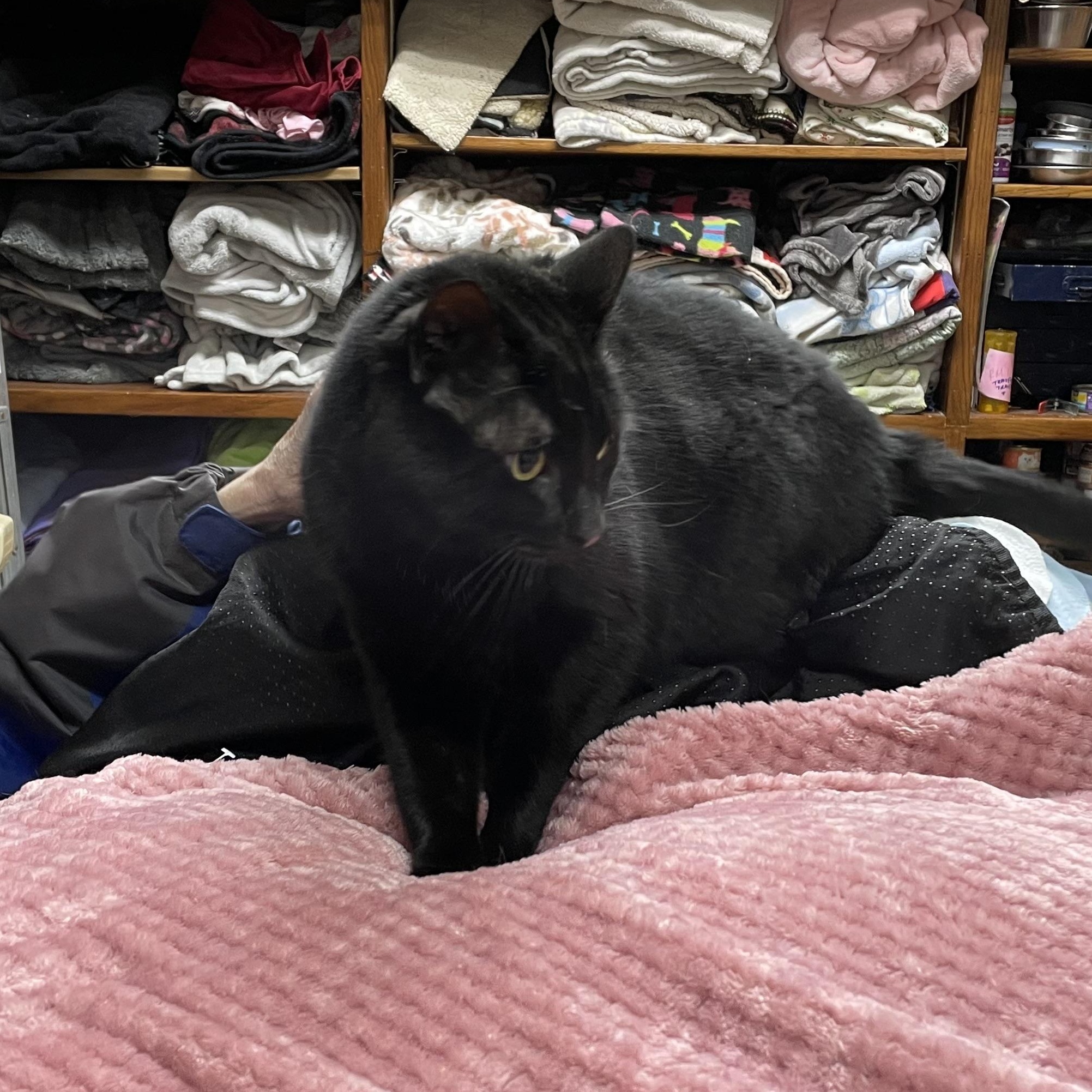 Enlarge Merlin, a Adoptable Domestic Short Hair in Stanwood, WA image 5/5