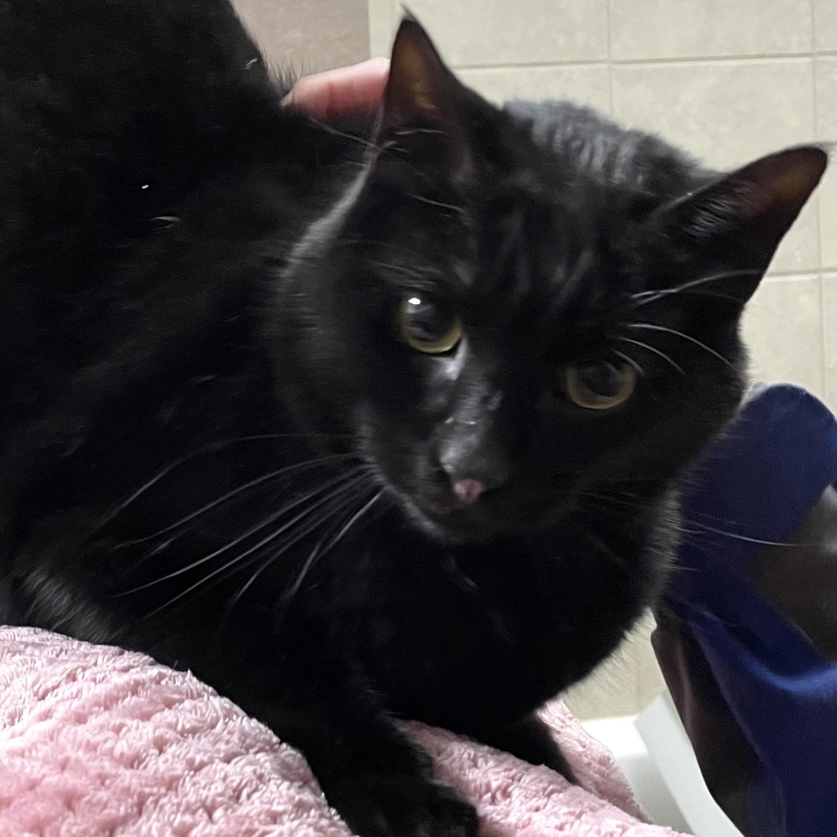 Enlarge Merlin, a Adoptable Domestic Short Hair in Stanwood, WA image 4/5