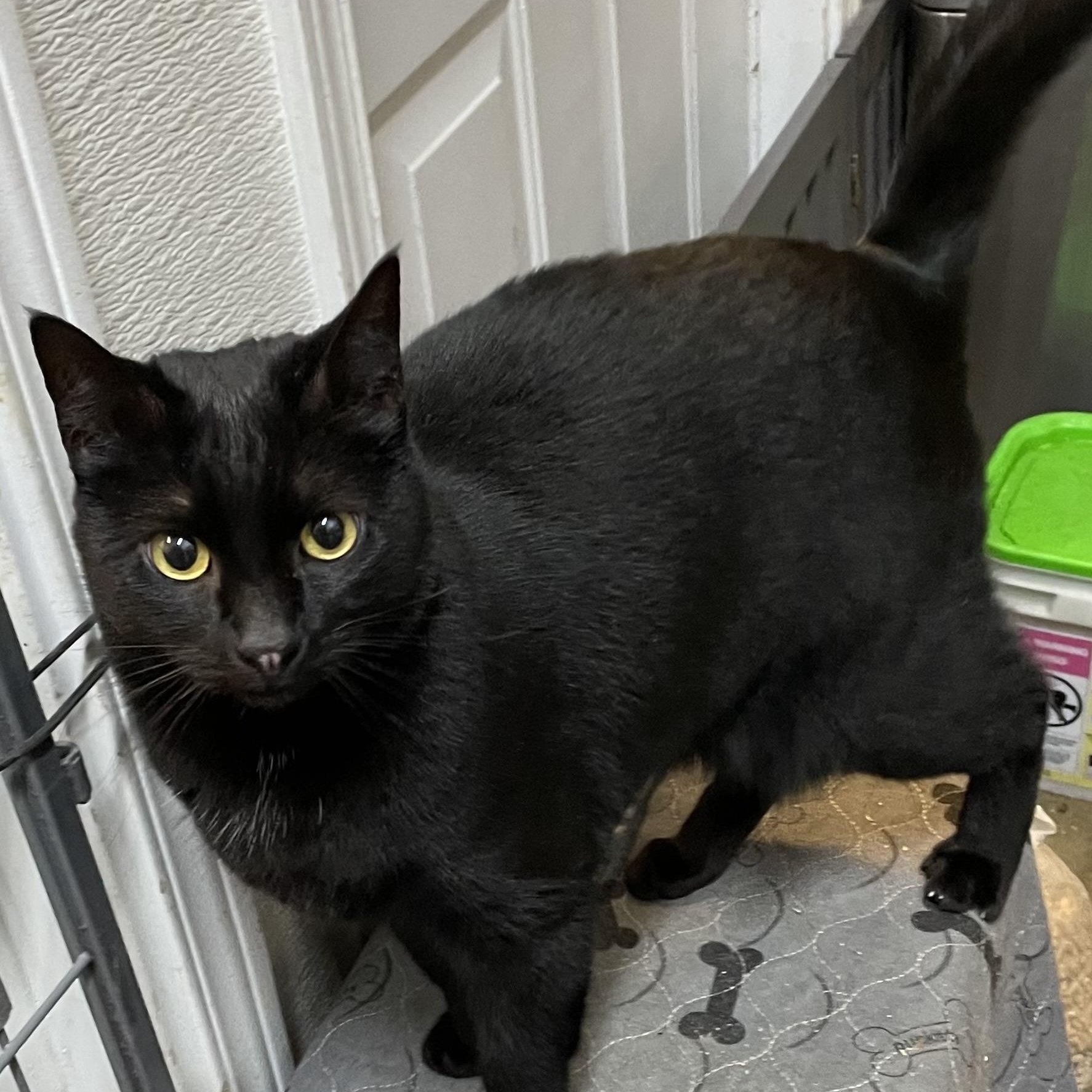 Merlin, Adoptable, Adult Male Domestic Short Hair.