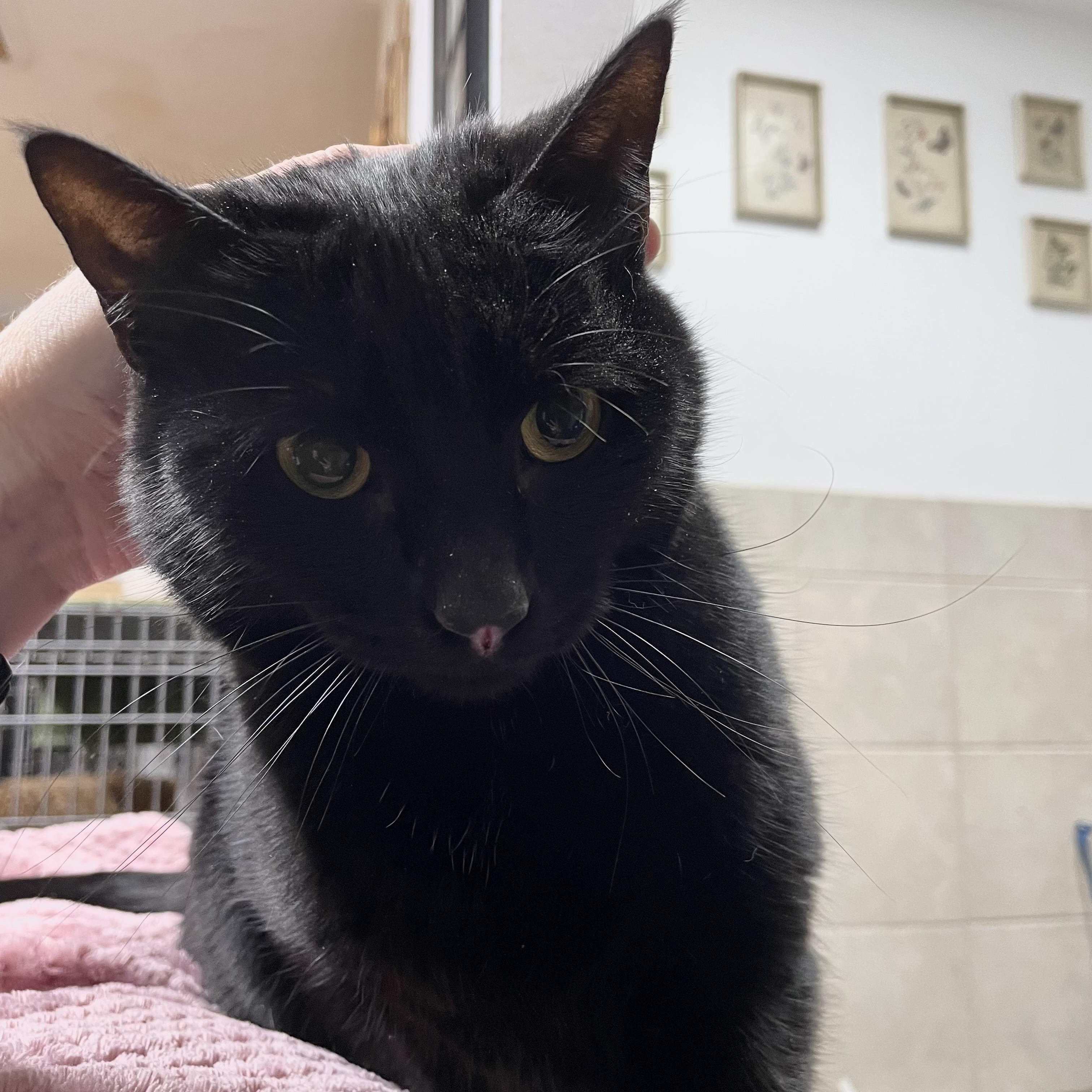 Enlarge Merlin, a Adoptable Domestic Short Hair in Stanwood, WA image 3/5