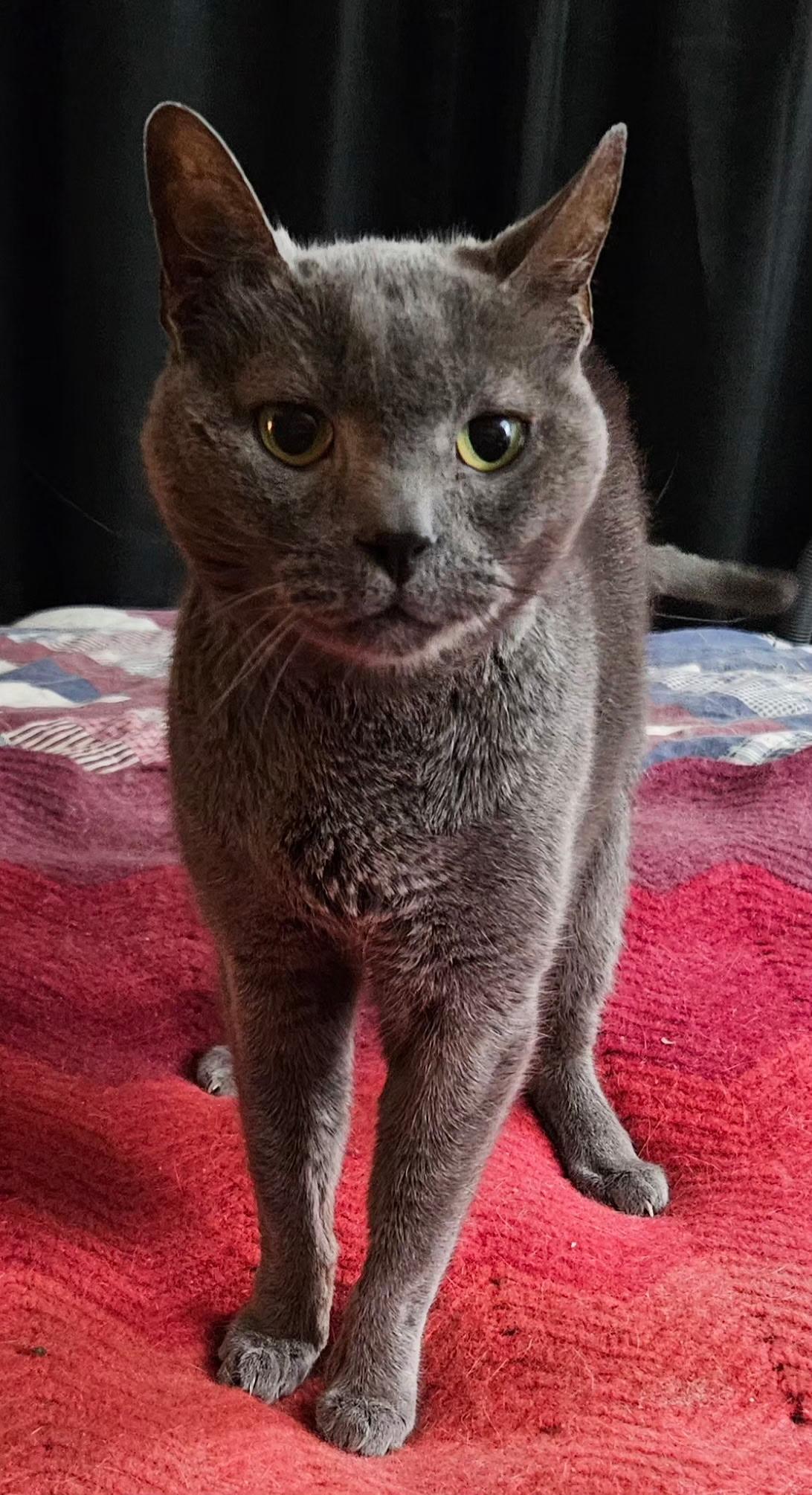 Cyrus, ADOPTABLE, Senior Male Domestic Short Hair.