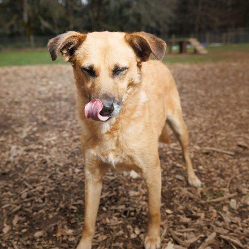 Coco, Adoptable, Young Female Mixed Breed & Mixed Breed.
