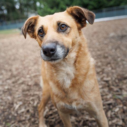 Enlarge Coco, a Adoptable mixed breed in Vashon Island, WA image 2/3