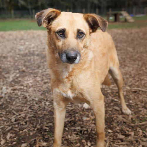 Enlarge Coco, a Adoptable mixed breed in Vashon Island, WA image 3/3
