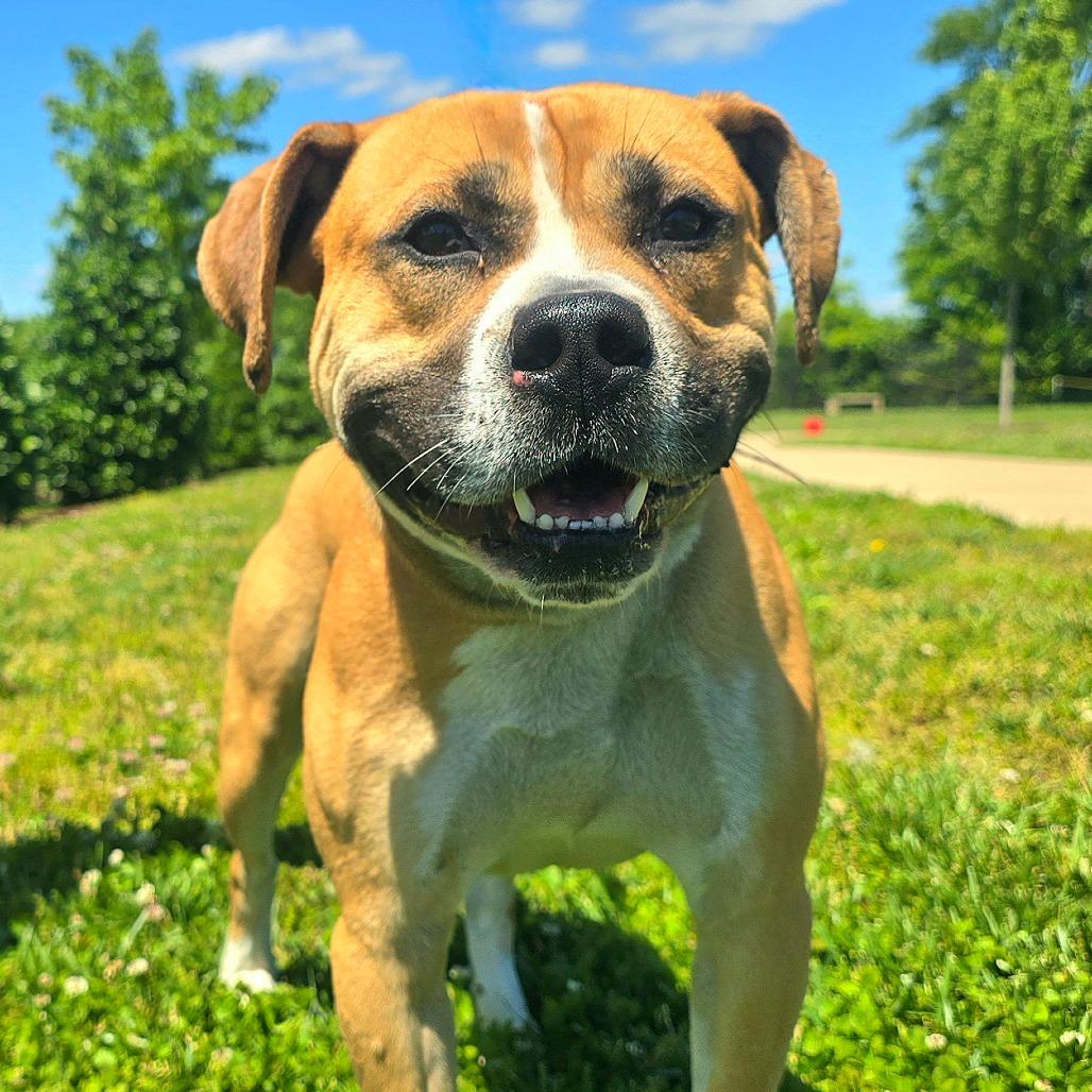 Pablo, Adoptable, Adult Male Mixed Breed.