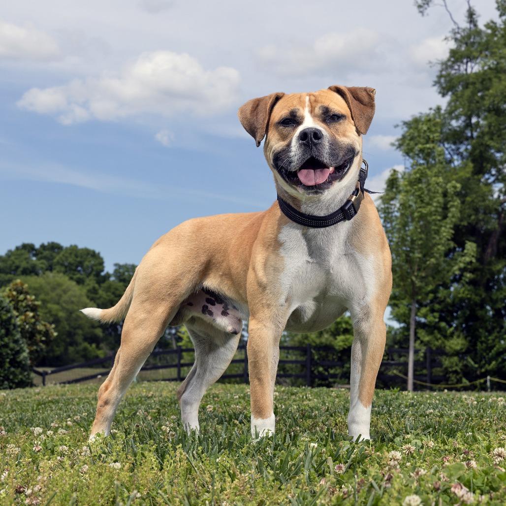 Enlarge Pablo, a Adoptable Mixed Breed in Franklin, TN image 2/2