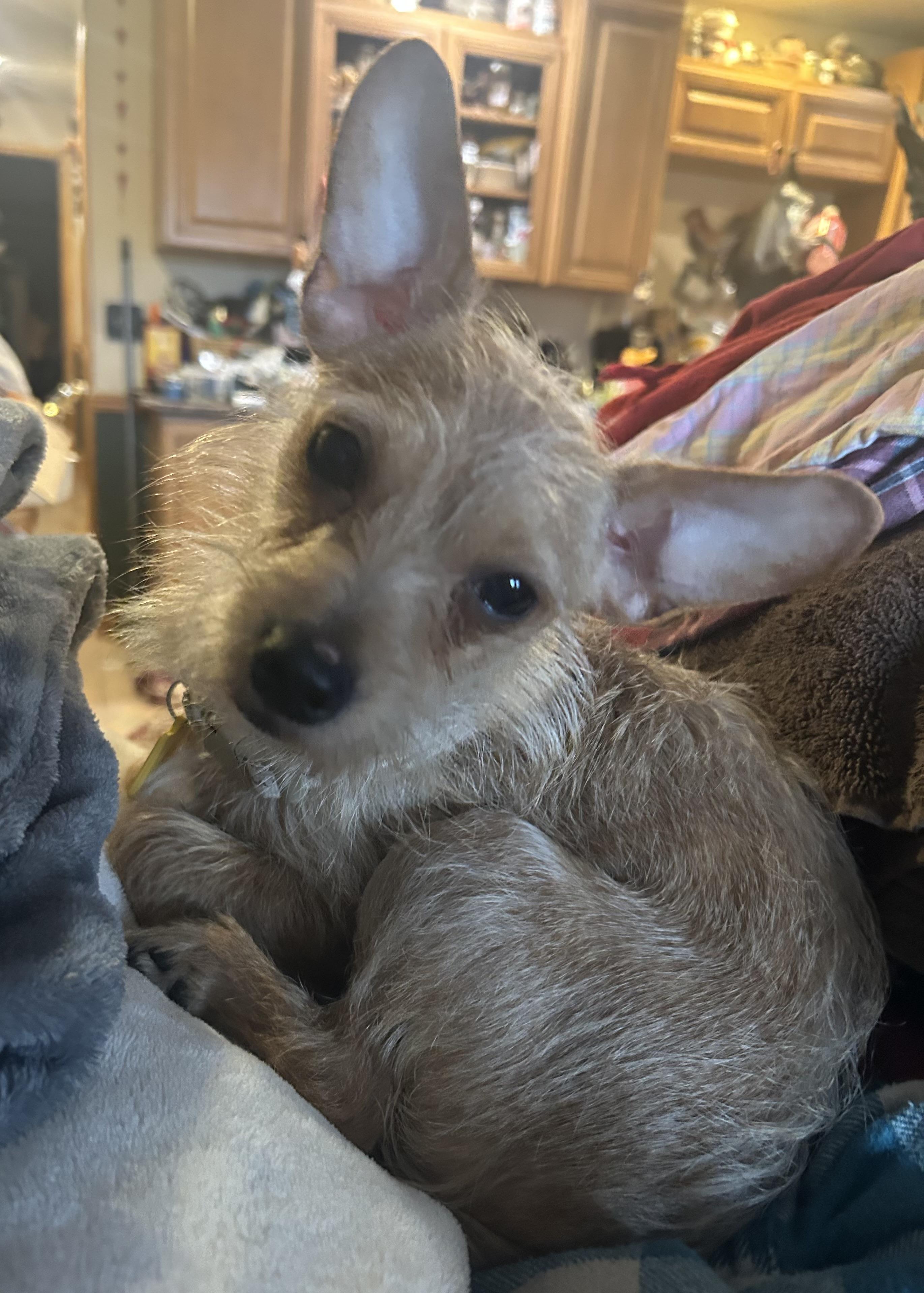 Biscuit, ADOPTABLE, Young Male Chihuahua.