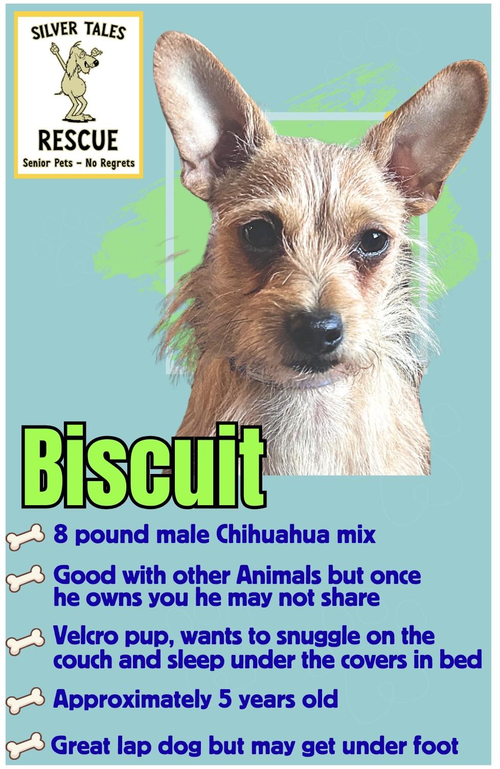 Enlarge Biscuit, an adoptable mixed breed in Tyler Hill, PA image 2/3