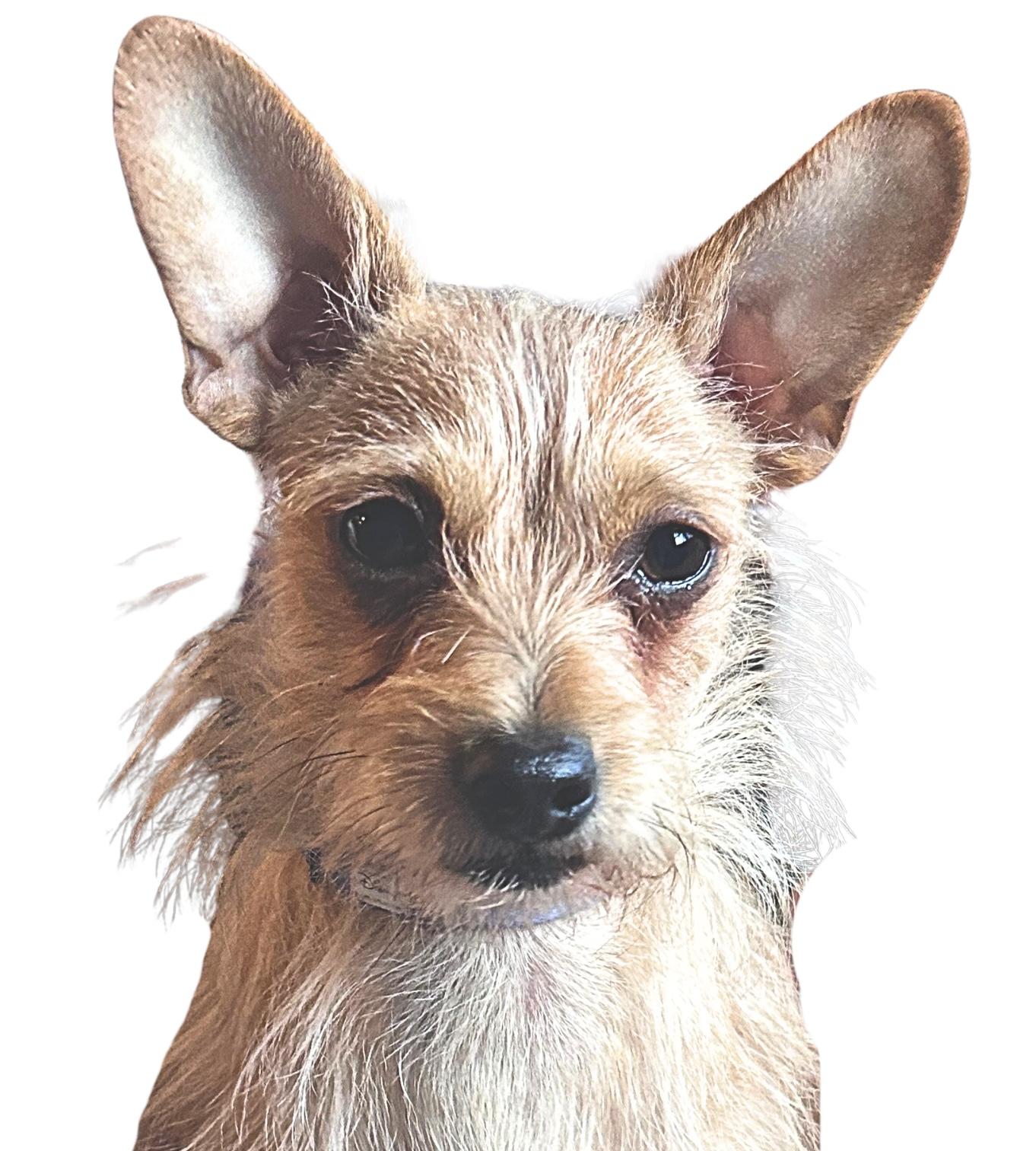 Biscuit, adoptable, Adult Male Chihuahua.