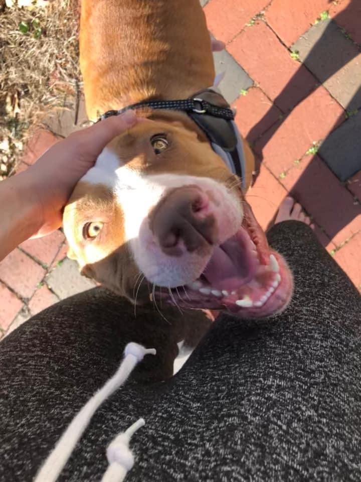 Enlarge Jolene, a Adoptable mixed breed in Hull, MA image 1/12