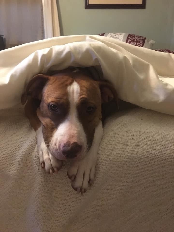 Enlarge Jolene, a Adoptable mixed breed in Hull, MA image 9/12