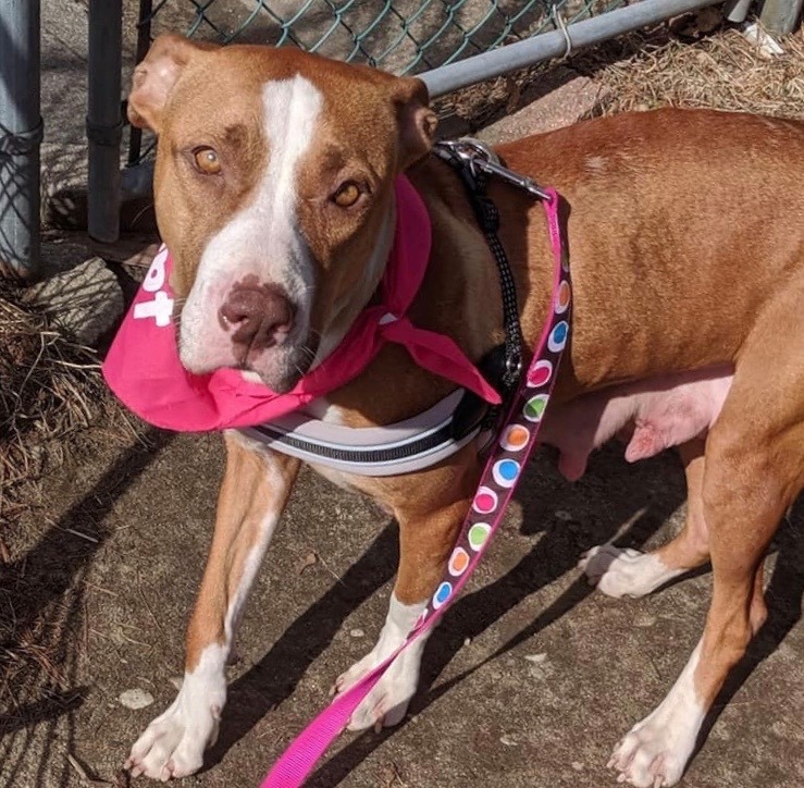 Enlarge Jolene, a Adoptable mixed breed in Hull, MA image 10/12