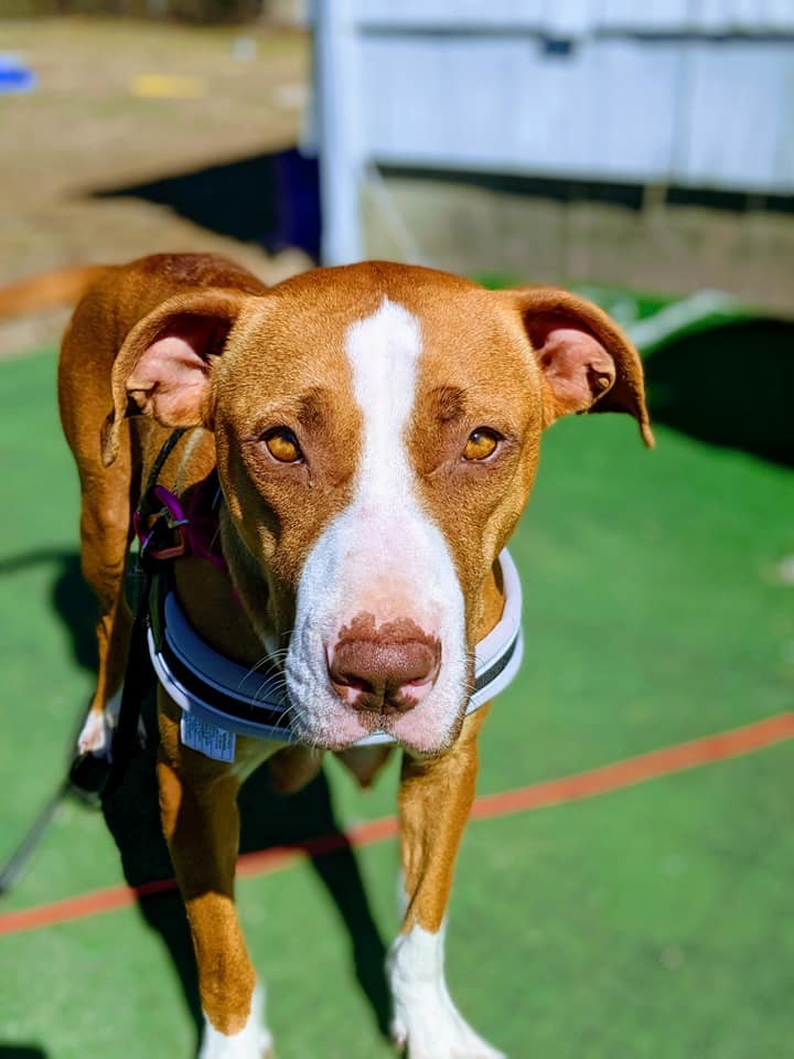 Enlarge Jolene, a Adoptable mixed breed in Hull, MA image 11/12