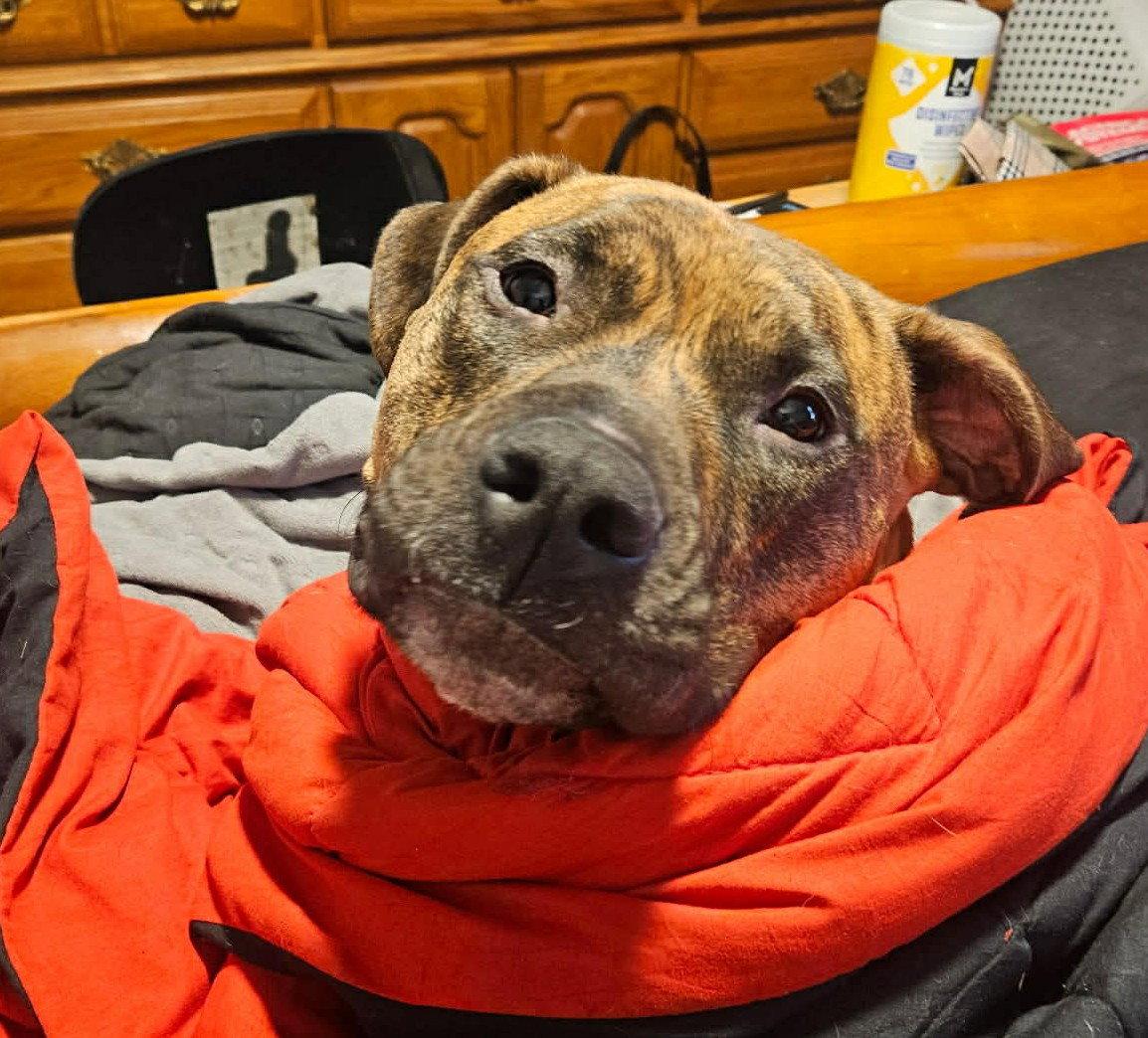 Lars, Adoptable, Young Male Boxer & Terrier.