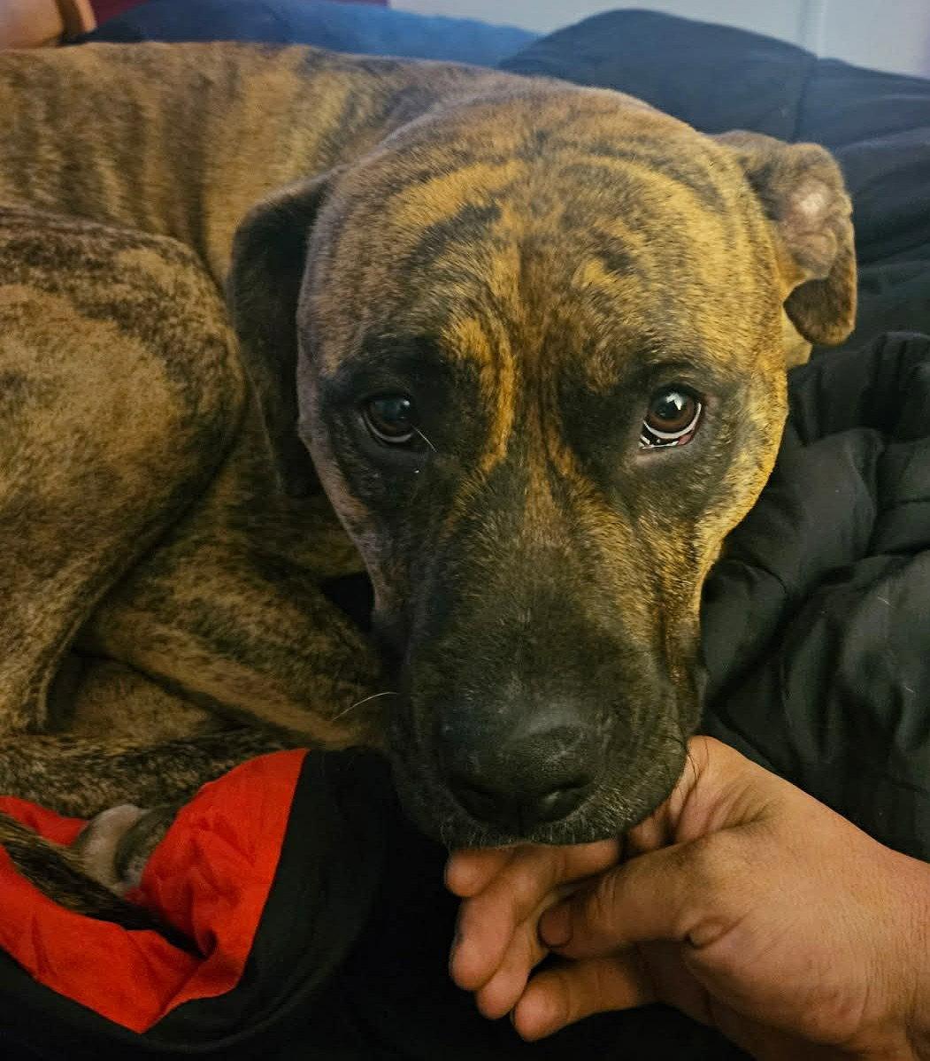 Enlarge Lars, a Adoptable mixed breed in Doylestown, PA image 2/3