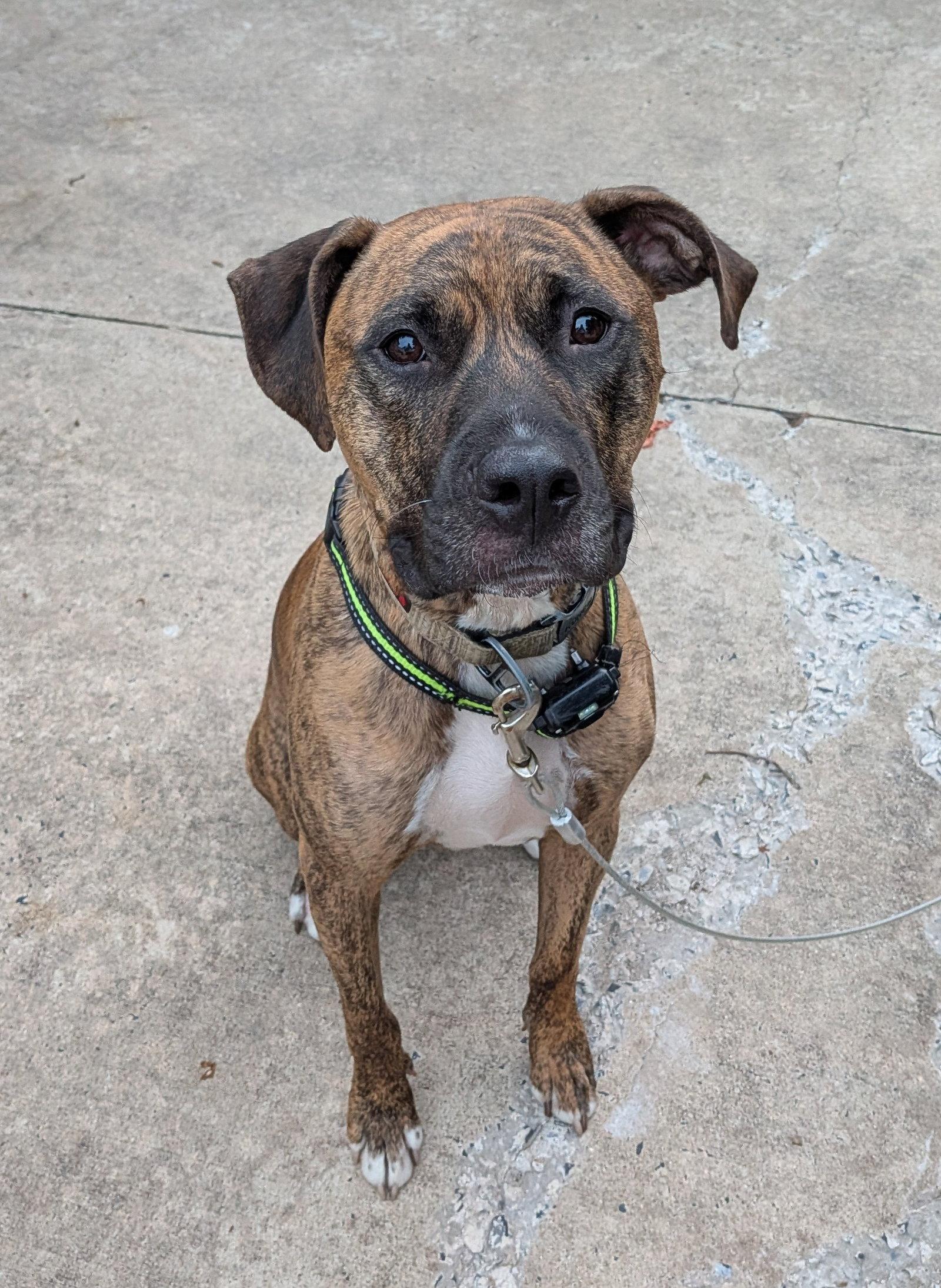 Lars, a Adoptable mixed breed in Doylestown, PA image 1/3