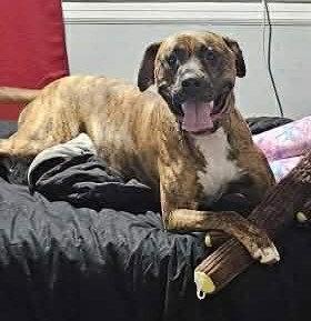 Enlarge Lars, a Adoptable mixed breed in Doylestown, PA image 3/3