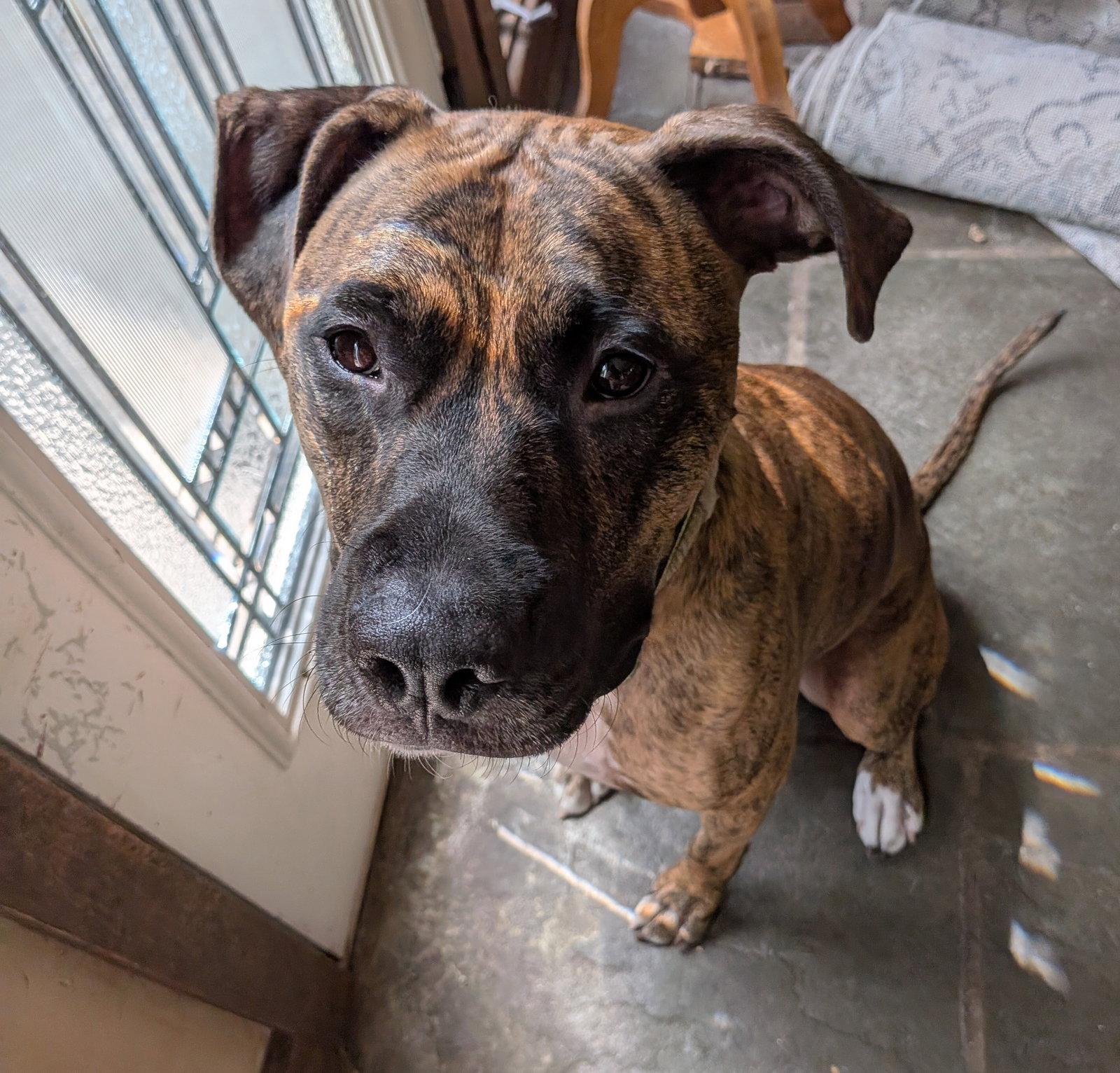 Lars, a Adoptable mixed breed in Doylestown, PA image 3/3