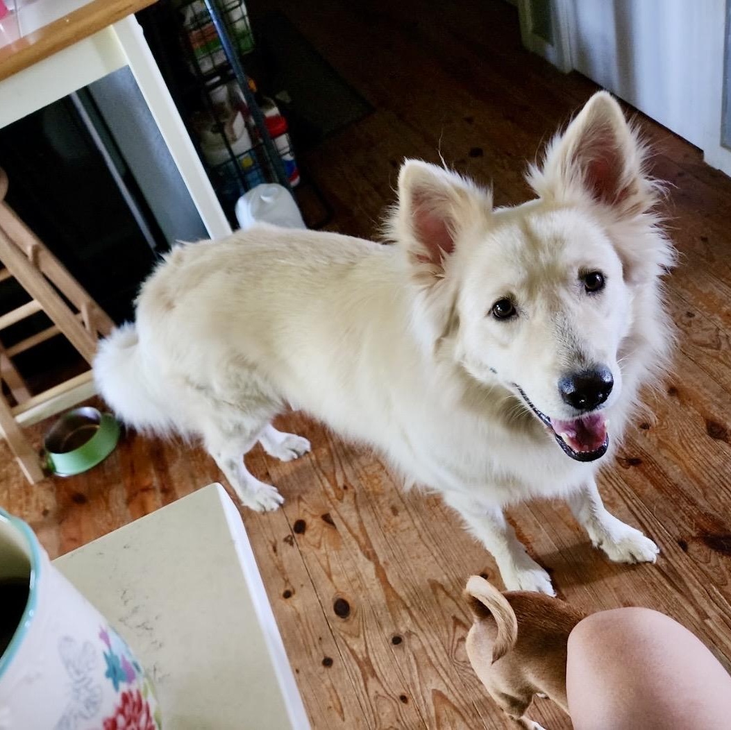 Bullet , ADOPTABLE, Adult Male Samoyed & Mixed Breed.