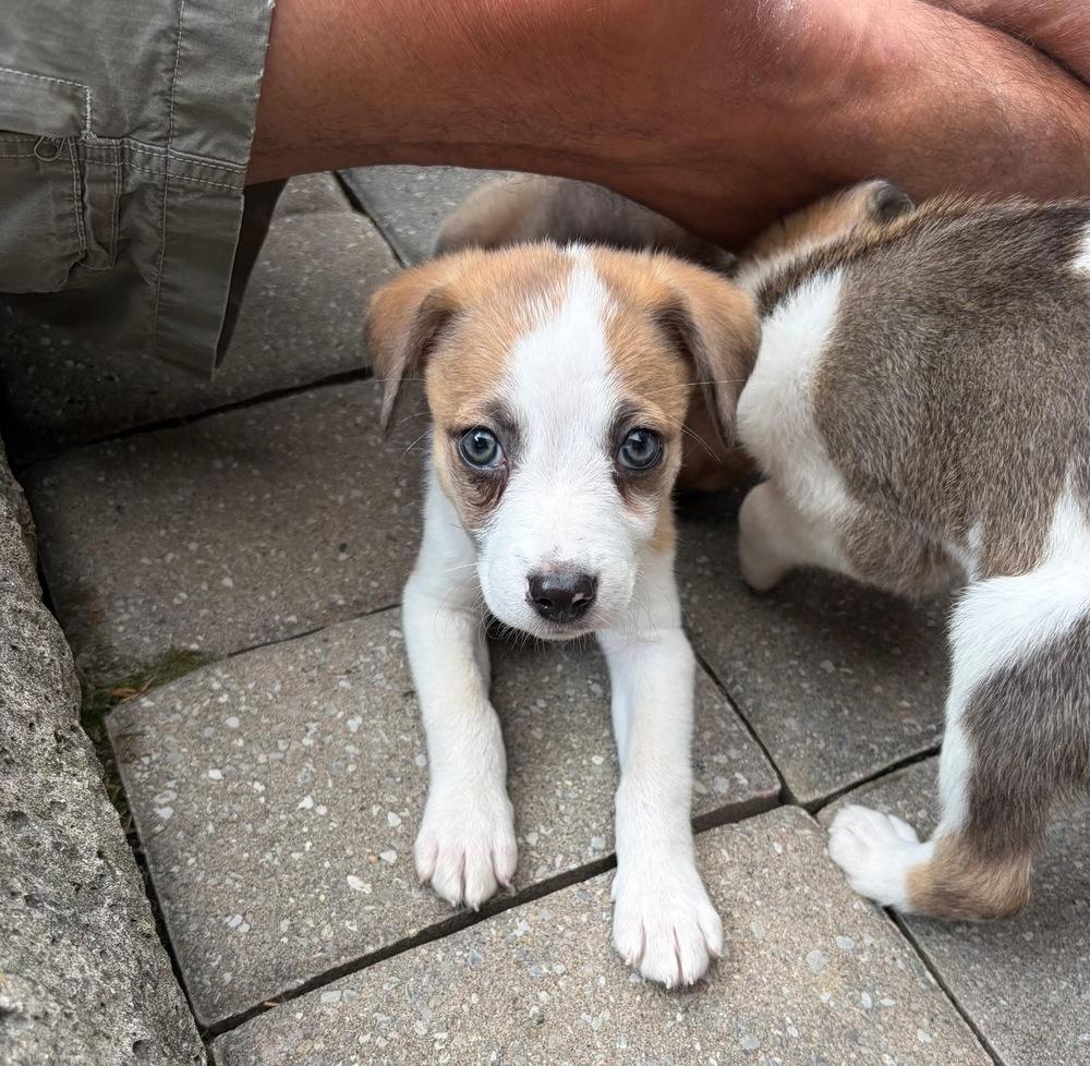 Enlarge Dos, a Adoptable mixed breed in Grove City, OH image 1/6