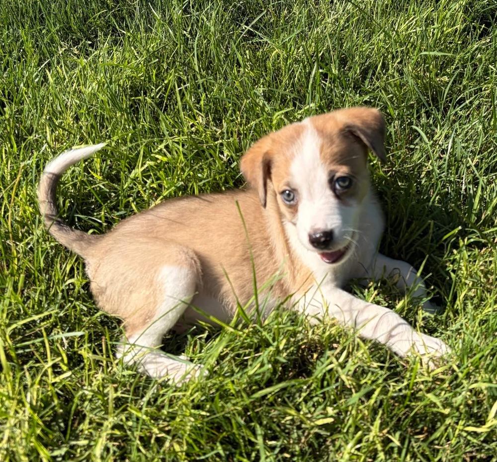 Enlarge Dos, a Adoptable mixed breed in Grove City, OH image 3/6