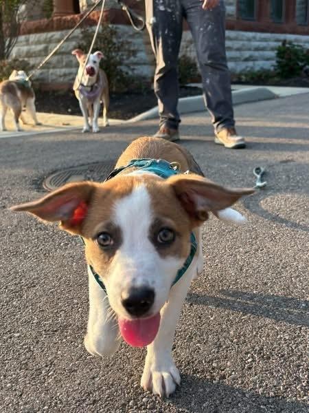 Enlarge Dos, a Adoptable mixed breed in Grove City, OH image 4/6