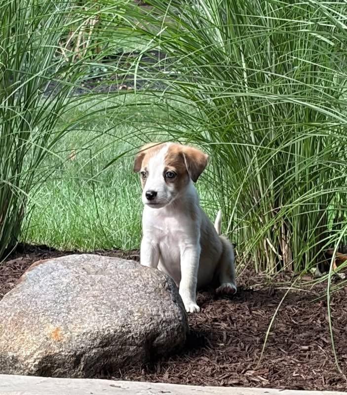 Enlarge Dos, a Adoptable mixed breed in Grove City, OH image 5/6