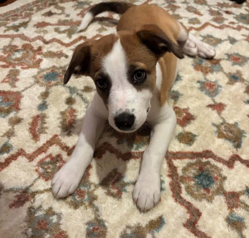 Enlarge Dos, a Adoptable mixed breed in Grove City, OH image 6/6