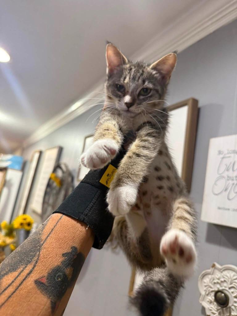 Frankie, Adoptable, Kitten Female Domestic Short Hair.