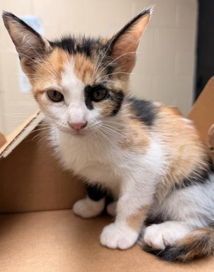 Dumpling, Adoptable, Young Female Domestic Short Hair.