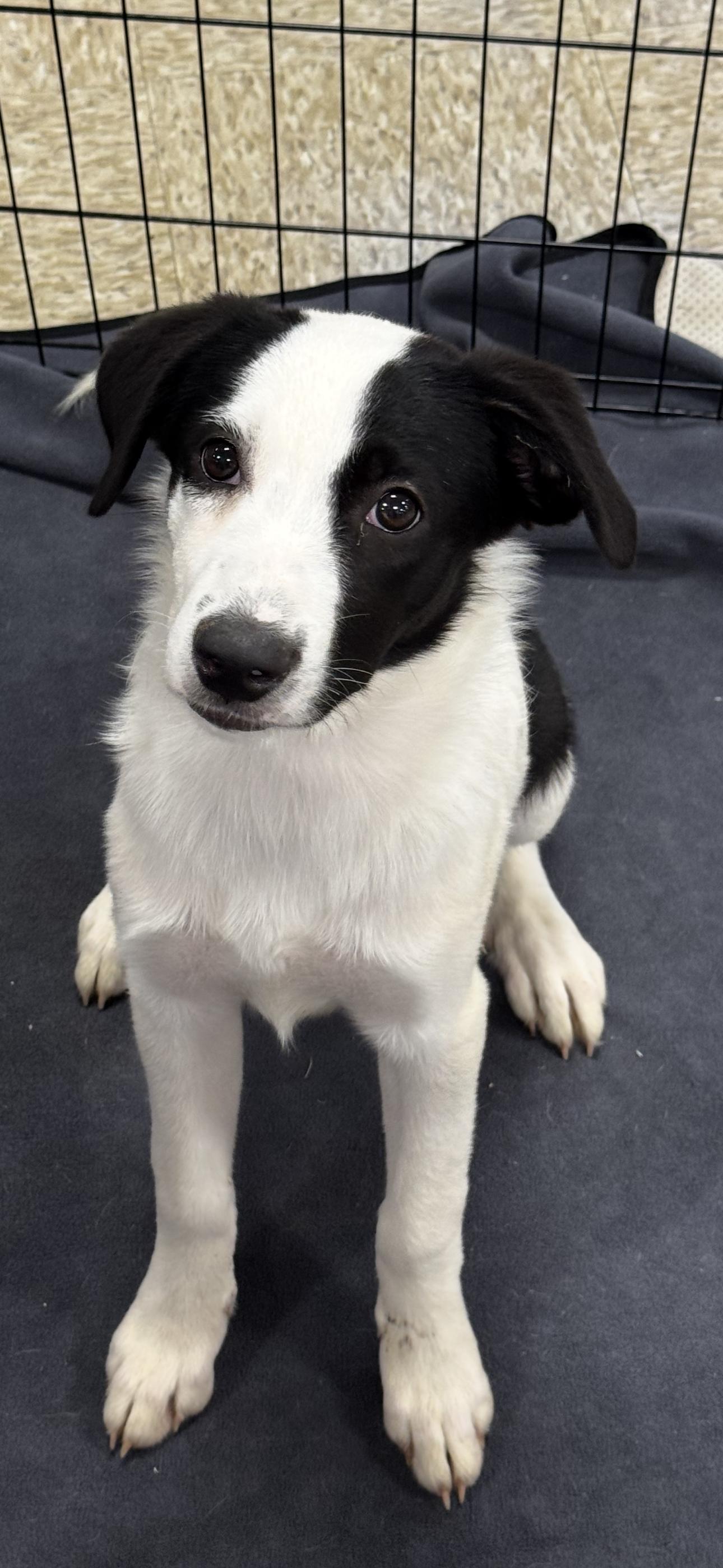 Poppy, a ADOPTABLE mixed breed in Chesterfield, MO image 1/2