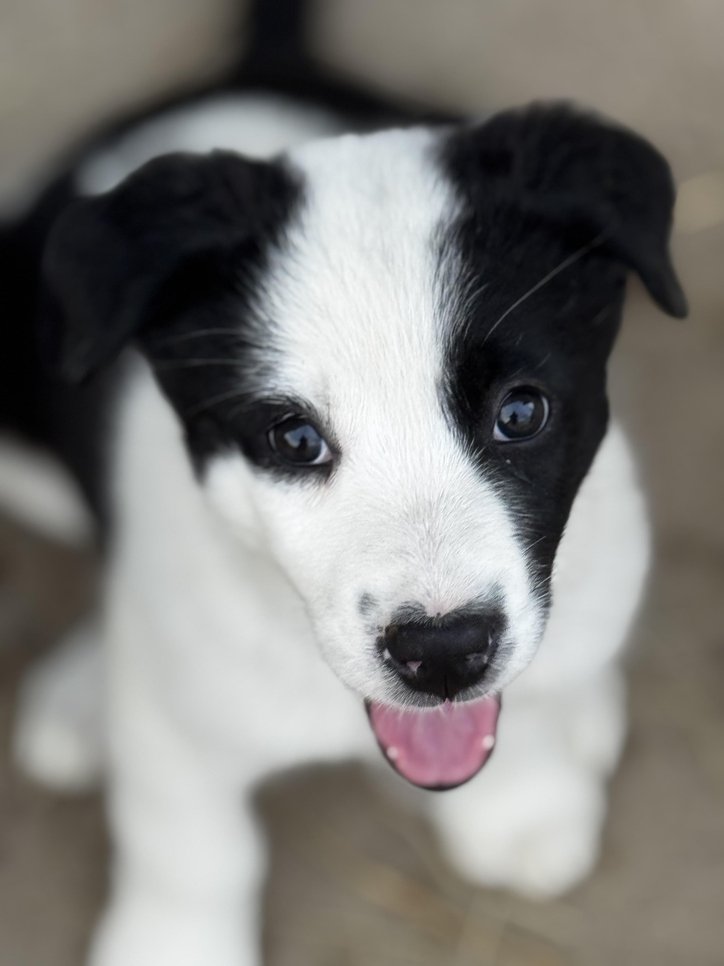 Poppy, ADOPTABLE, Puppy Female Australian Shepherd.