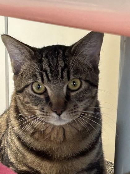 Oliver, Adoptable, Young Male Domestic Short Hair.
