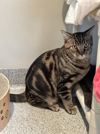 Enlarge Oliver, a Adoptable Domestic Short Hair in Hamilton, MT image 2/3