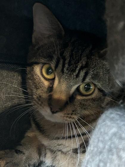 Enlarge Oliver, a Adoptable Domestic Short Hair in Hamilton, MT image 3/3