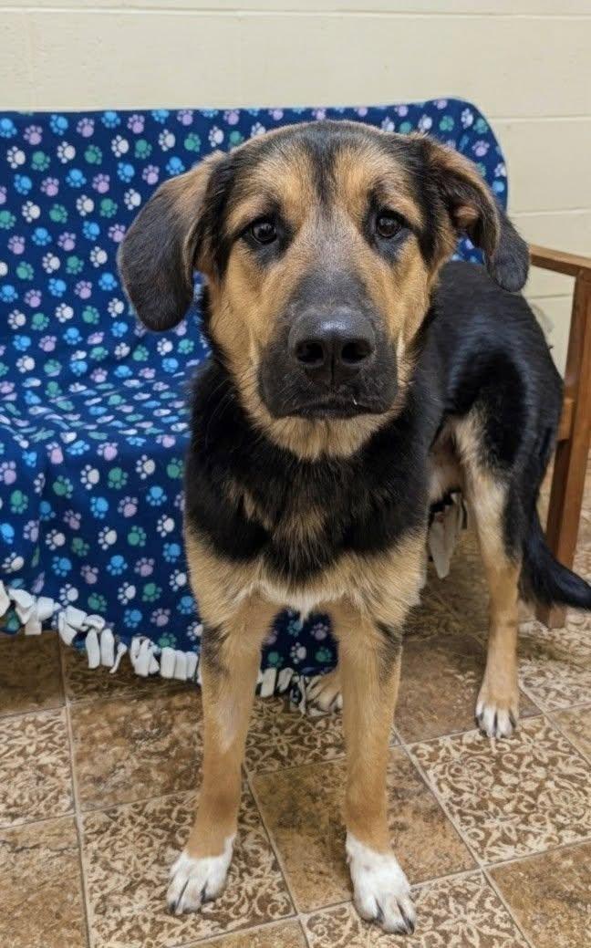 Tuck, ADOPTABLE, Young Male German Shepherd Dog.