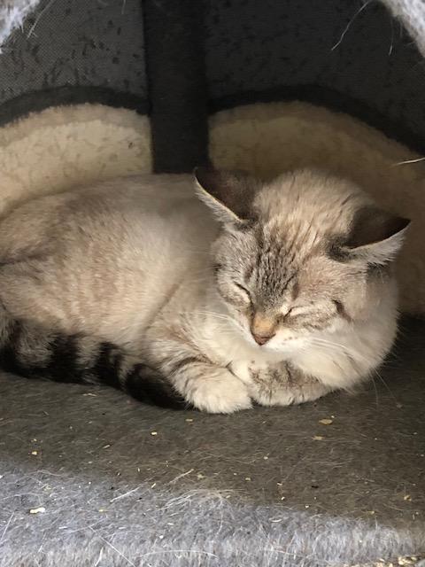 Enlarge Loco, a ADOPTABLE mixed breed in Washington, GA image 2/2