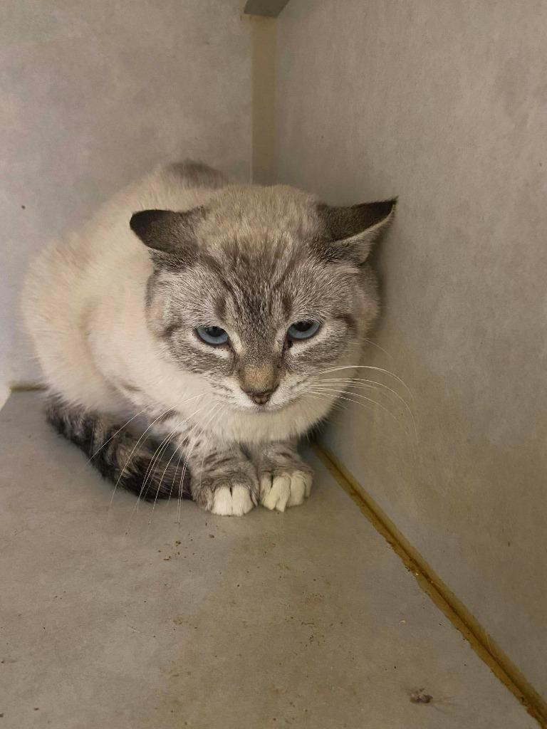 Loco, ADOPTABLE, Young Female Domestic Short Hair.