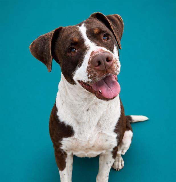 GODIVA, Adoptable, Young Female Pit Bull Terrier.