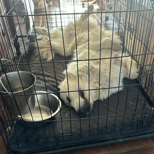 *** Bubba, a Adoptable Great Pyrenees in Bulverde, TX image 1/5