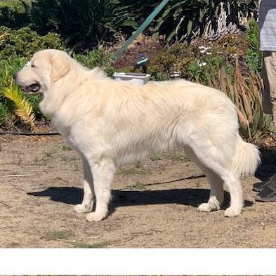 *** Bubba, a Adoptable Great Pyrenees in Bulverde, TX image 2/5